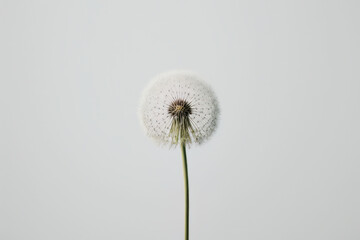 Minimalist photo of dandelion view to the top floral art. Illustration AI Generative