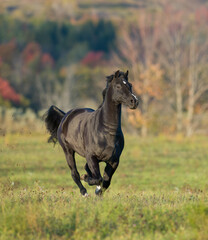 dark morgan horse running through field with fall foliage in background vertical equine image room...