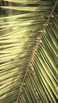 Vertical video of green palm tree leaf gently swaying on a sunny day