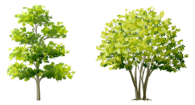 Vector green tree isolated on white background,watercolor painting for section and exterior landscaping and architecture ,biology concept,forest or garden