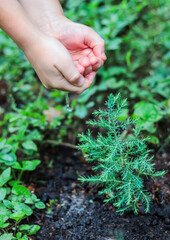 Naklejka na ściany i meble Human hands watering small green plant of fir tree, take care of nature. Ecology concept