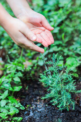 Human hands watering small green sprout of fir tree, take care of nature. Ecology concept