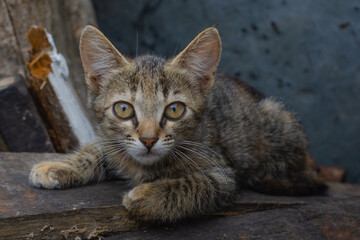 Fluffy little gray kitten in the backyard outdoors. Close-up portrait of a kitten