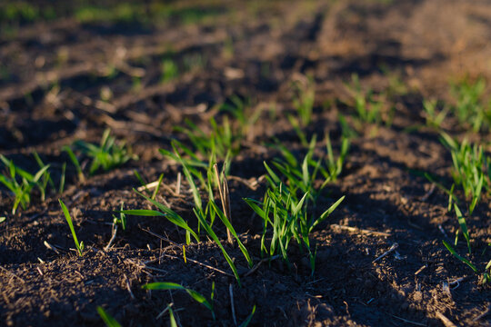 Green sprout of winter wheat in the field close-up. Sunlight warms the seedlings. Farming concept