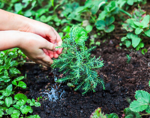 Human hands watering small green sprout of fir tree, take care of nature. Ecology concept