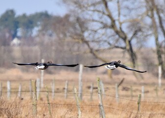 Flying Wingtip to Wingtip