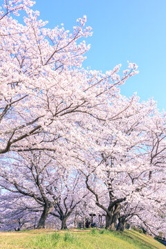 満開の桜並木と青空｜縦構図