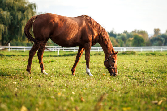 Red horse grazing grass on pasture. Animal farm