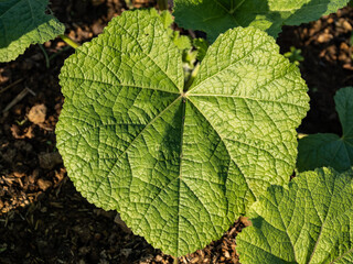 green leaves Looking and making me feel refreshed
