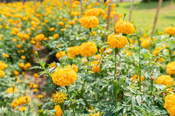 orange flowers in the garden