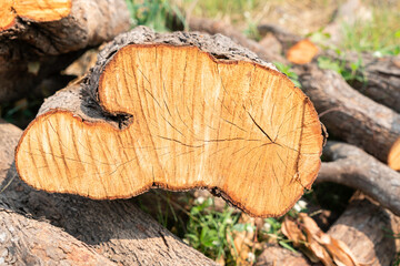 Image of the texture of the tree trunk cut.
