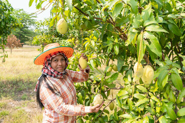 Young Asian woman in Thailand with ripe yellow mangoes in a farm.