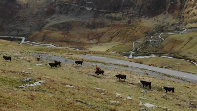 Grazing cows in valley with mountain stream flowing in background. Col de l'Iseran in France. Aerial drone view