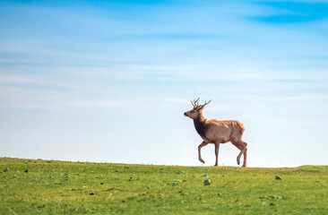 A cheerful deer gallops on a green meadow in spring against a blue sky. positive animals.