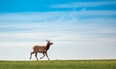 A cheerful deer gallops on a green meadow in spring against a blue sky. positive animals.
