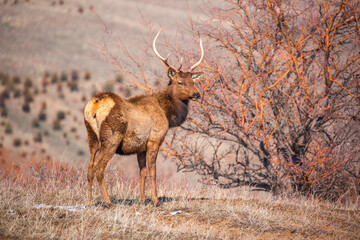 Deer in the mountains in spring looking for food. Herd of wild deer.