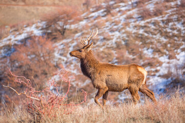 Deer in the mountains in spring looking for food. Herd of wild deer.