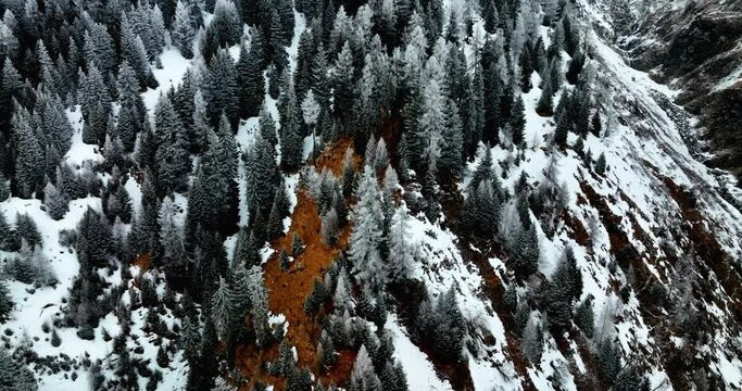 Snow-Covered Forest On The Mountains Near Bedretto Village In The Canton of Ticino, Switzerland. Aerial Tilt-up