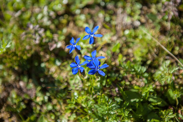 Die geschützte Enzian Blume