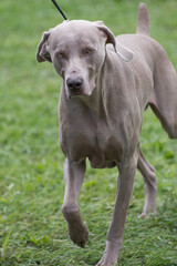 Weimaraner in a field of grass at a dog show in New York