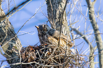  The great horned owl (Bubo virginianus). Female on the nest.