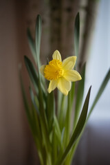 Photo of a blooming yellow narcissus.