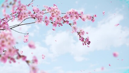 cherry blossom - Powered by Adobe