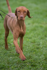 Vizsla mid stride while competing in a conformation event