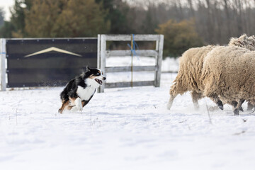 Australian Shepherd Dog herding a group of sheep. Dog breed's working ability. Working dog