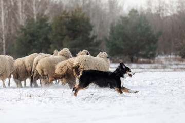 Australian Shepherd Dog herding a group of sheep. Dog breed's working ability. Working dog