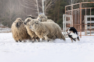 Australian Shepherd Dog herding a group of sheep. Dog breed's working ability. Working dog