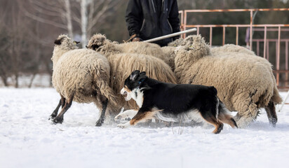 Australian Shepherd Dog herding a group of sheep. Dog breed's working ability. Working dog