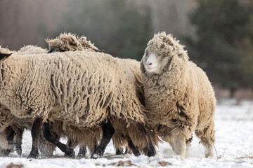 Snowy winter scene with a flock of  sheep. Winter landscape. Countryside