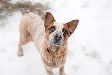 Australian cattle dog puppy outdoor. Puppy in winter. Snowfall
