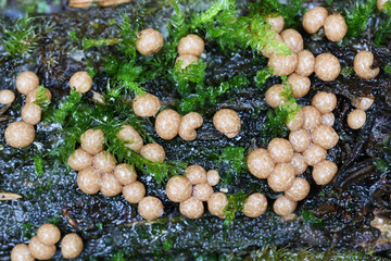 Diderma radiatum, slime mold from Finland, no common English name