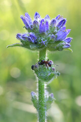 Fototapeta premium Campanula cervicaria, commonly known as Bristly Bellflower, wild plant from Finland
