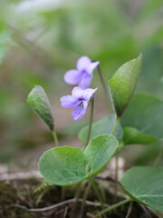 Viola epipsila, commonly known as Dwarf marsh violet or Northern marsh violet, wild spring flower from Finland