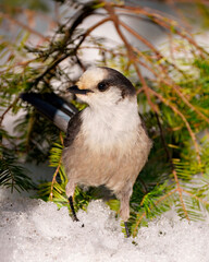 Grey Jay Photo and Image. Close-up profile view standing on snow in its environment and habitat surrounding, displaying grey feather plumage wings and tail.