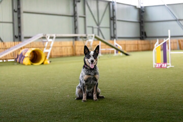 Energetic dog during an agility competition, showcasing agility, speed, and determination. Dog...