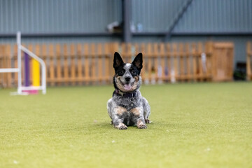 Energetic dog during an agility competition, showcasing agility, speed, and determination. Dog sport.