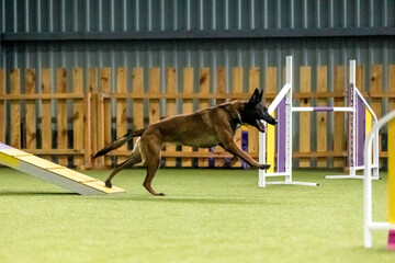 Energetic dog during an agility competition, showcasing agility, speed, and determination. Dog sport.