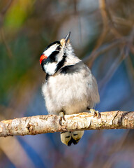 Woodpecker Photo and Image.  Male front view gripping to a branch and looking towards the sky in its habitat and environment.