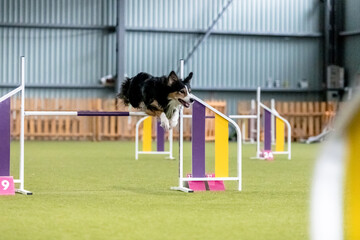 Energetic dog during an agility competition, showcasing agility, speed, and determination. Dog...