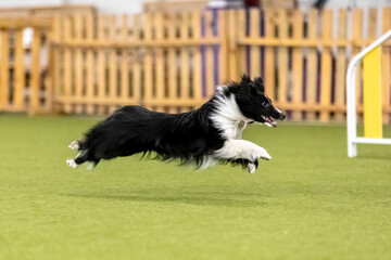 Energetic dog during an agility competition, showcasing agility, speed, and determination. Dog...