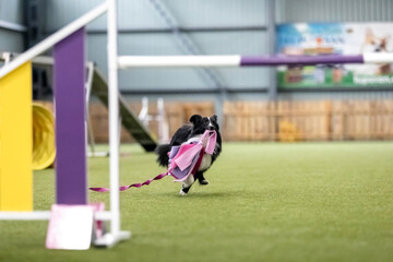Energetic dog during an agility competition, showcasing agility, speed, and determination. Dog sport.