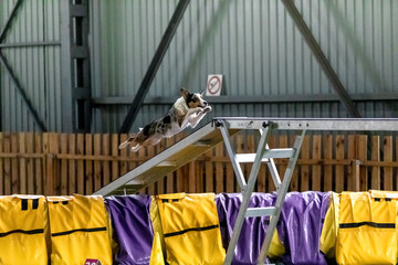 Energetic dog during an agility competition, showcasing agility, speed, and determination. Dog...