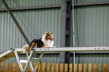 Energetic dog during an agility competition, showcasing agility, speed, and determination. Dog sport.