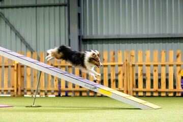 Energetic dog during an agility competition, showcasing agility, speed, and determination. Dog sport.