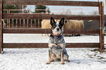 Australian Cattle Dog in action, herding a group of sheep. Dog breed's working ability. Working dog