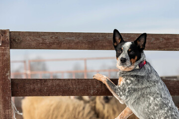 Australian Cattle Dog in action, herding a group of sheep. Dog breed's working ability. Working dog